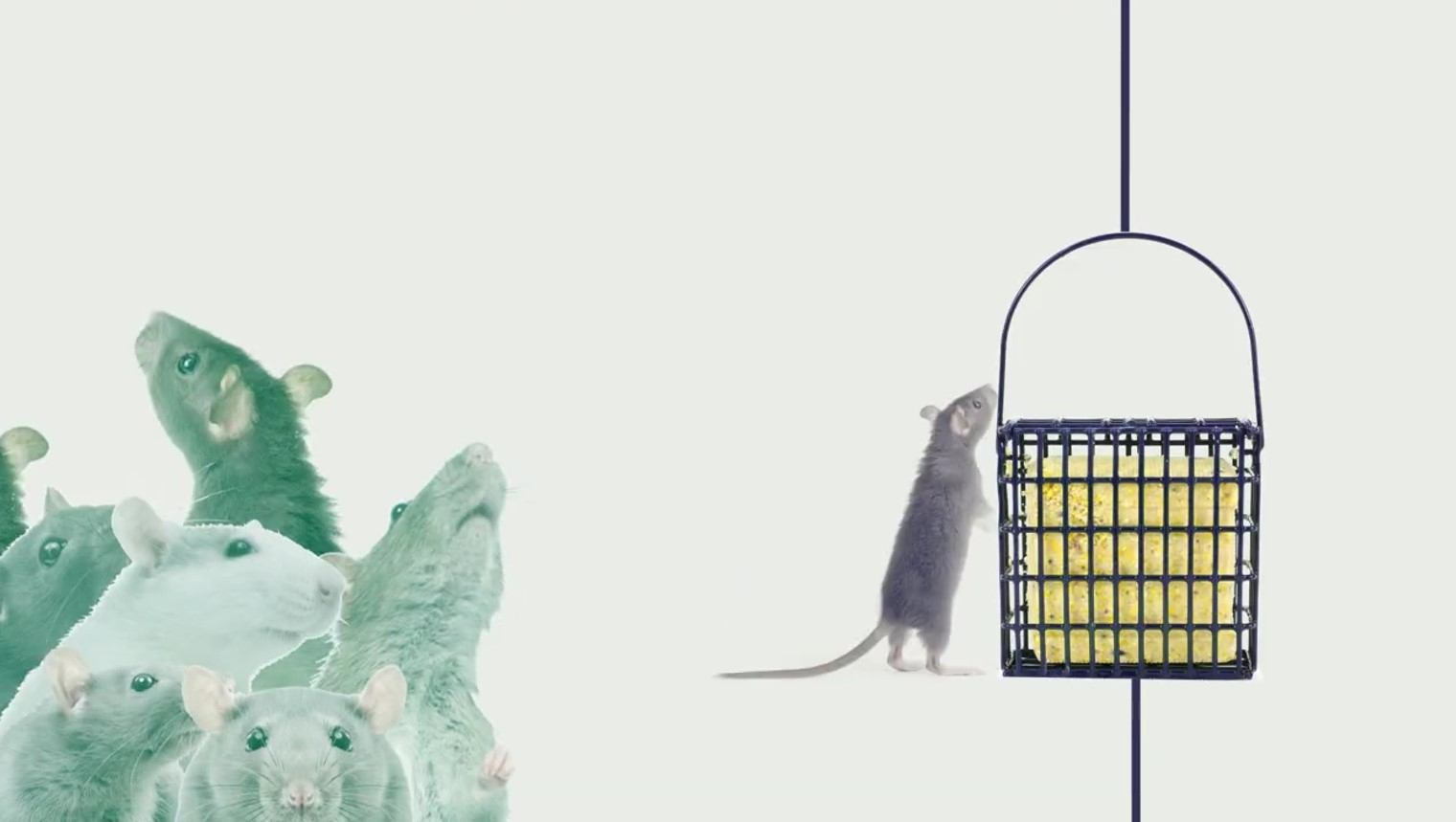 Zohran canvas launch interviews